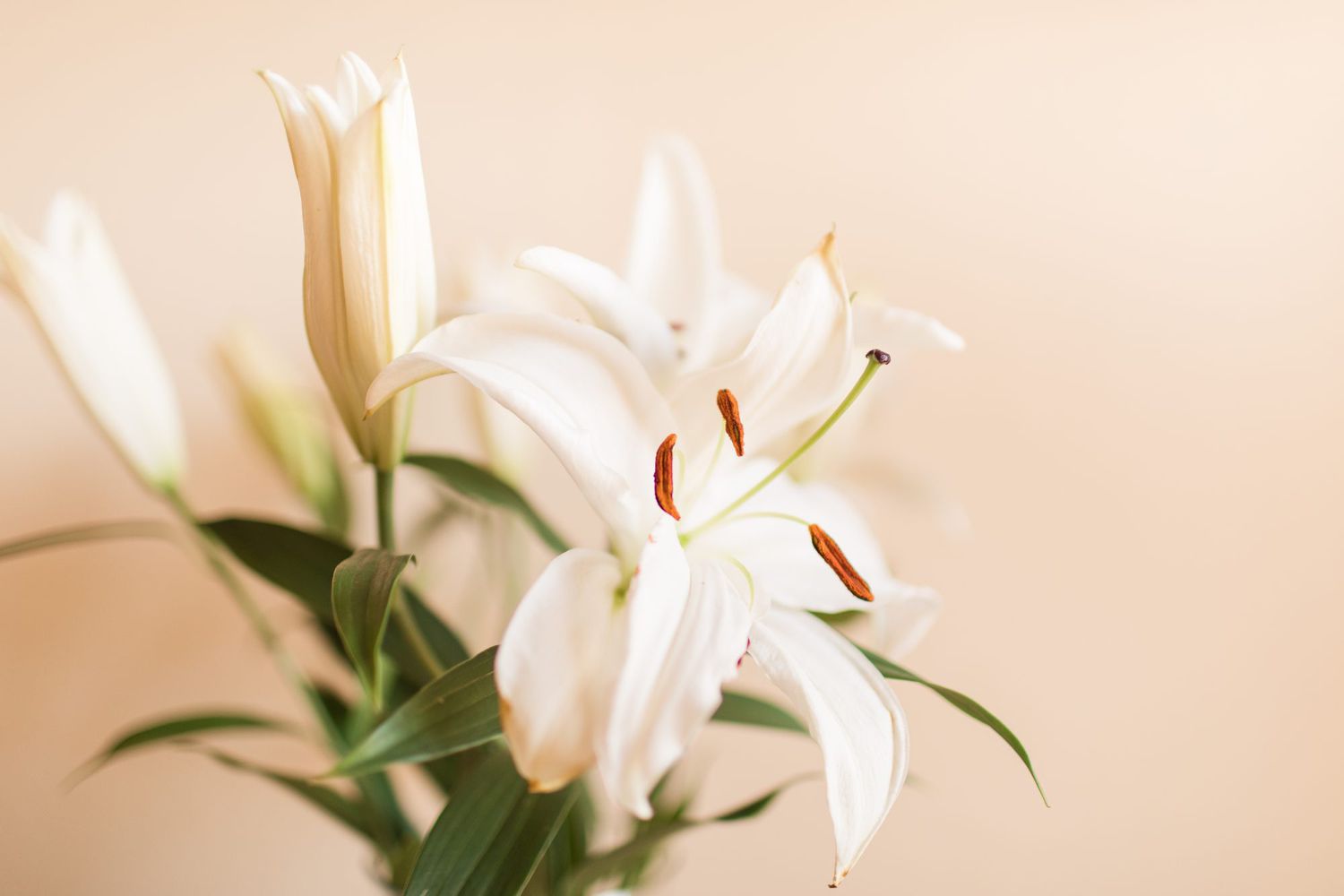 Easter Lily Care Info